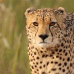 Ein Gepard im Krüger Nationalpark