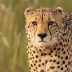 Ein Gepard im Krüger Nationalpark