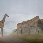 Giraffen im Krüger Nationalpark in Südafrika