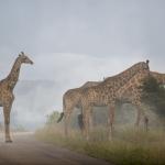Giraffen im Krüger Nationalpark in Südafrika