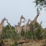 Giraffen in Khwai, Botswana - Safari Reisen mit Kalahari Calling 