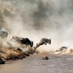 Die Gnu Wanderung - Great Migration Serengeti, Tansania 