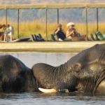 Auf Safari am Chobe Fluss