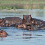 Hippos im Sambesi Fluss - Safari Abenteuer Simbabwe
