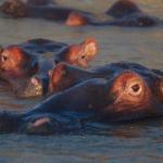 Hippos in St. Lucia 