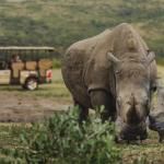 Auf Safarifahrt im Hluhluwe Imfolozi Nationalpark 