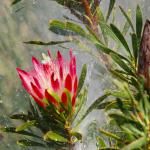 Im botanischen Garten Kirstenbosch - Kapstadt, Stellenbosch & Weingüter Reise von Kalahari Calling