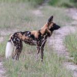 Wildhund - Hwange NP Bomani 
