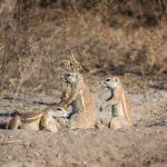 Erdhörnchen leben im Untergrund in der zentralen Kalahari - auf Safari in Botswana