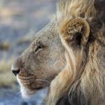 Löwenmännchen in der Kalahari - eines der Highlights auf Safari in Afrika