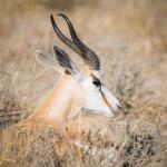 Springböcke sind gut angepasst an das Leben in der Kalahari
