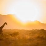 Kapama Game Reserve - Landschaft 