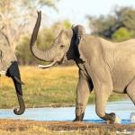 Elefanten im Okavango Delta 