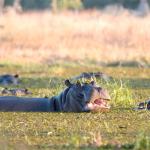 Khwai Area Hippo