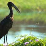 Seltene Vögel beobachten auf Safari im Okavango Delta in Botswana 