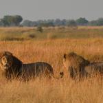 Löwen in der Kwando Kwara Concession, Okavango Delta  