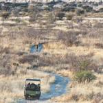Kwando Tau Pan Camp - Lion Tracking 