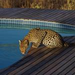 Leopard am Pool - Kwando Tau Pan Camp 