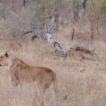 Löwen auf Jagd in Lower Sabie