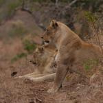 Löwin im Manyoni Game Reserve
