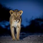 Löwin im Onguma Game Reserve