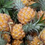 Lokale Früchte - Ananas auf La Réunion