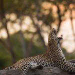 Ein Leopard im Okavango Delta - Botswana Safari 
