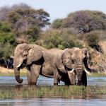 Elefanten trinken am Boteti in Meno a Kwena in Botswana 