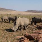Graue Riesen im Welgevonden Game Reserve 