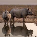 Nashörner im Ongava Game Reserve
