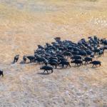Büffel im Okavango Delta aus der Luft beobachtet