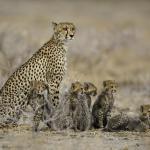 Geparden im Onguma Game Reserve