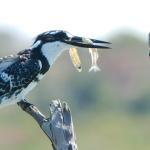 Ein Pied Kingfisher beim Lunch in den iSimangaliso Wetlands