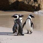 Pinguine in Simons Town