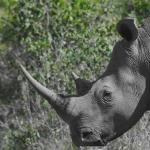 Ein Nashorn im Hluhluwe Imfolozi Nationalpark