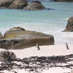 Pinguine in Simons Town
