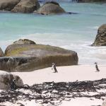 Pinguine in Simons Town, Südafrika 