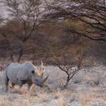 Onguma Game Reserve - Spitzmaulnashorn 