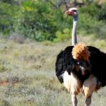 Strauß in der Karoo Landschaft in Südafrika - Südafrika Mietwagen Rundreise