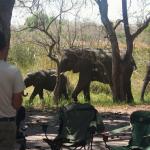 Elefanten Besuch auf der Third Bridge Campsite im Moremi Nationalpark in Botswana