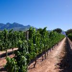 Weinanbau auf dem Weingut Babylonstoren in Südafrika