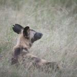 Wildhunde im Krüger Nationalpark in Südafrika 