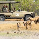 Wildhunde in der Khwai Concession - Botswanas Wasserwelten, Kalahari Calling