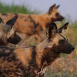 Wildhunde im Okvango Delta 