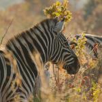 Zebra im Welgevonden Game Reserve