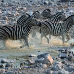 Zebras im Etosha Nationalpark - Safari mit Kalahari Calling