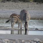 Zebras im Etosha Nationalpark