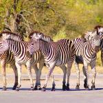 Safari in der Khwai Concession