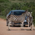 Zutrauliche Zebras im Addo Nationalpark, Südafrika