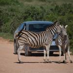Zutrauliche Zebras im Addo Nationalpark - Selbstfahrer im Nationalpark 